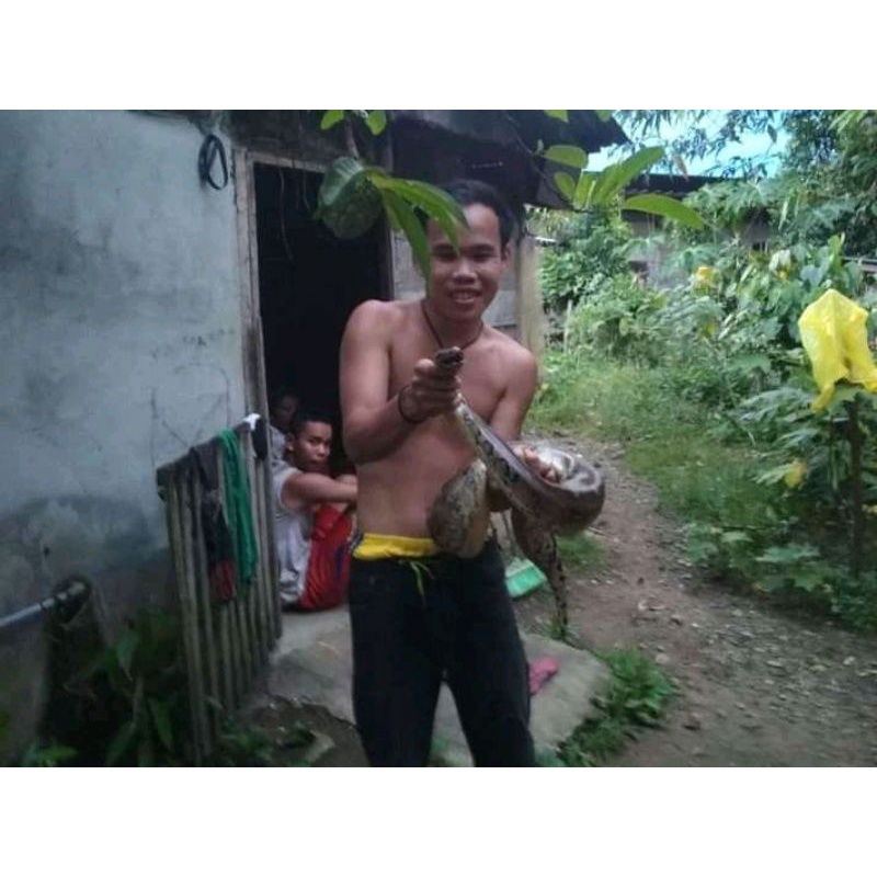 Tuyul Asli Kalimantan 999