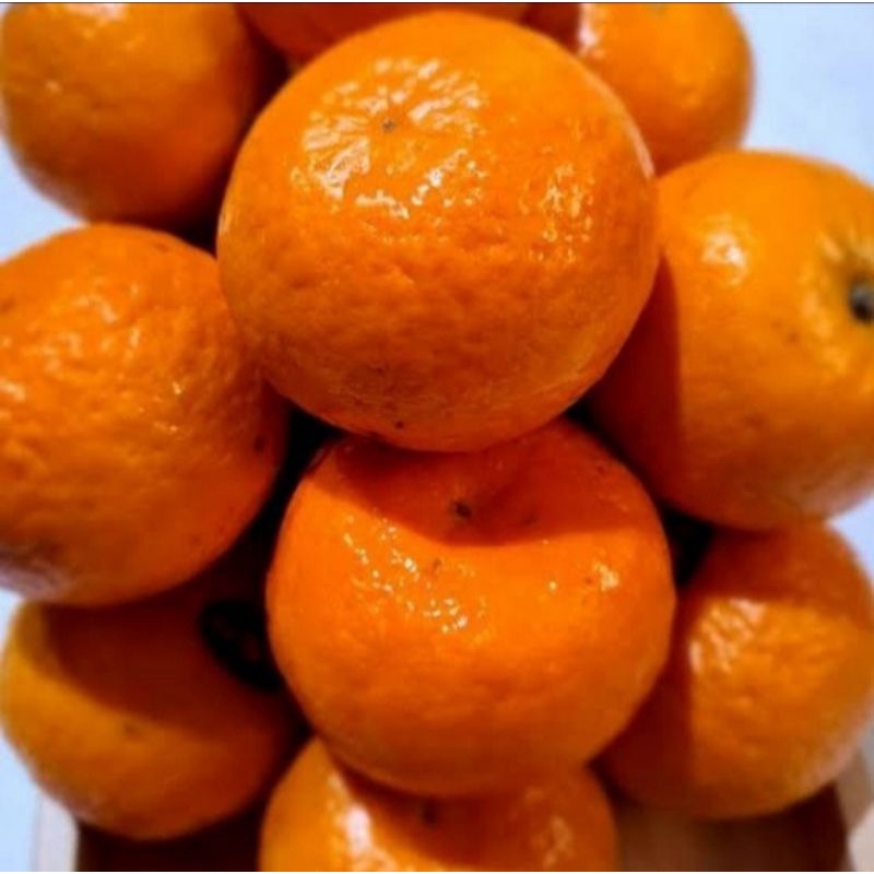 Jual Buah Jeruk Ponkam Mandarin Kg Shopee Indonesia