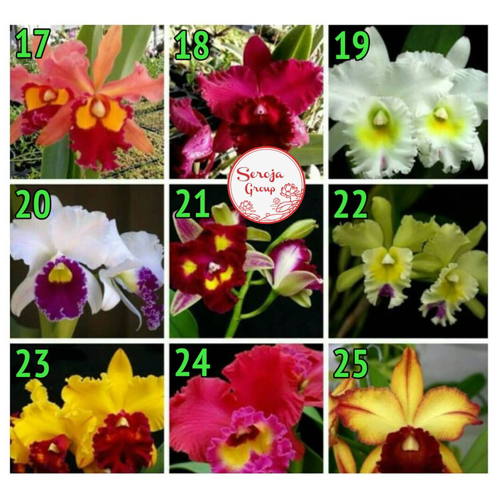 Bibit / Seedling Tanaman Hias Bunga Anggrek Dendrobium Cattleya