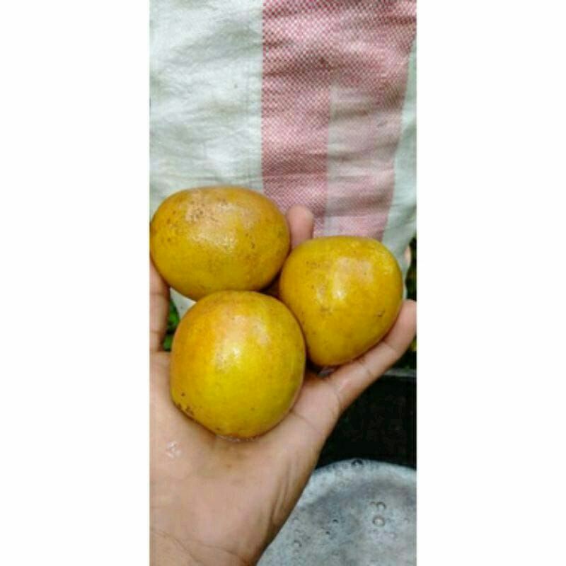 

sawo madu super manis