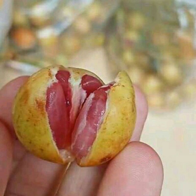 

BUAH MENTENG SEGAR MERAH MURAH 1 KG