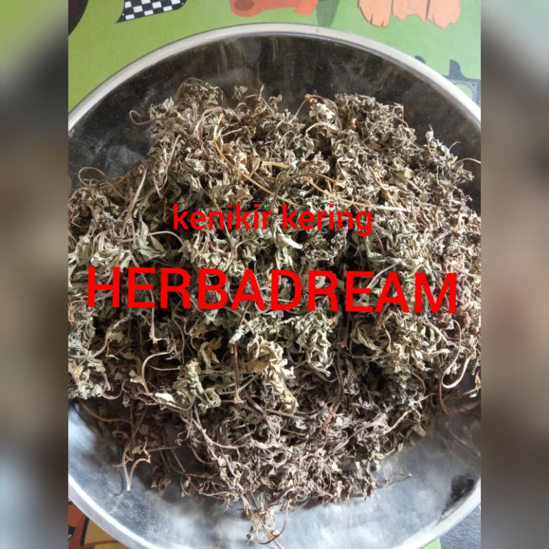 50 GRAM DAUN KENIKIR COSMOS CAUDATUS DEWONDARU DEWANDARU ULAM RAJA THAI NYE HIA SURING RANDA MIDANG 