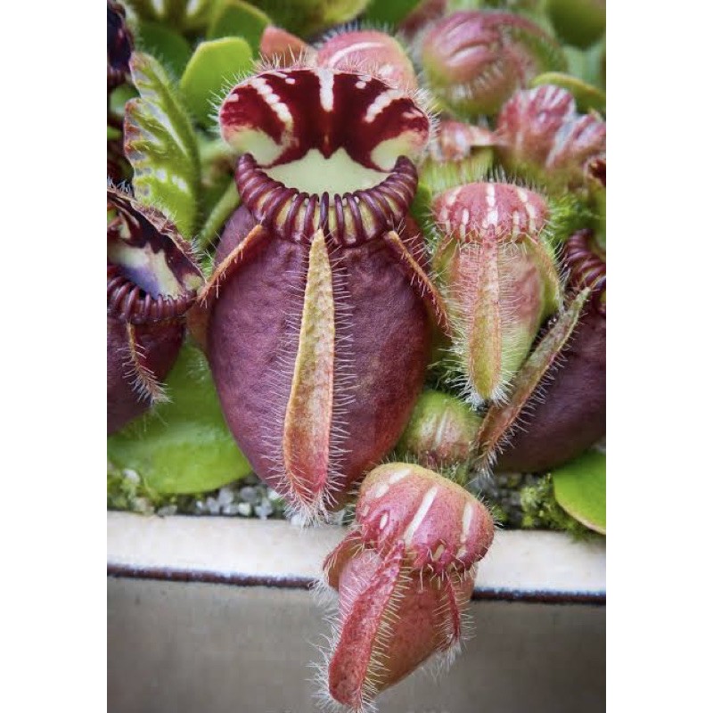 cephalotus bigboy/ cephalotus