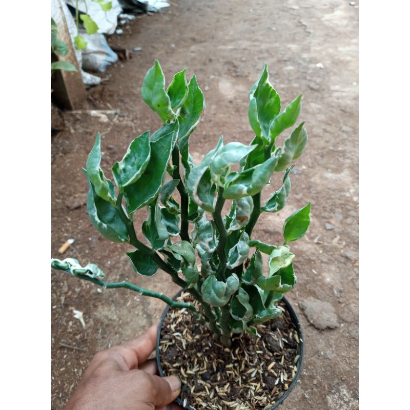 TANAMAN HIAS PATAH TULANG VARIEGATA