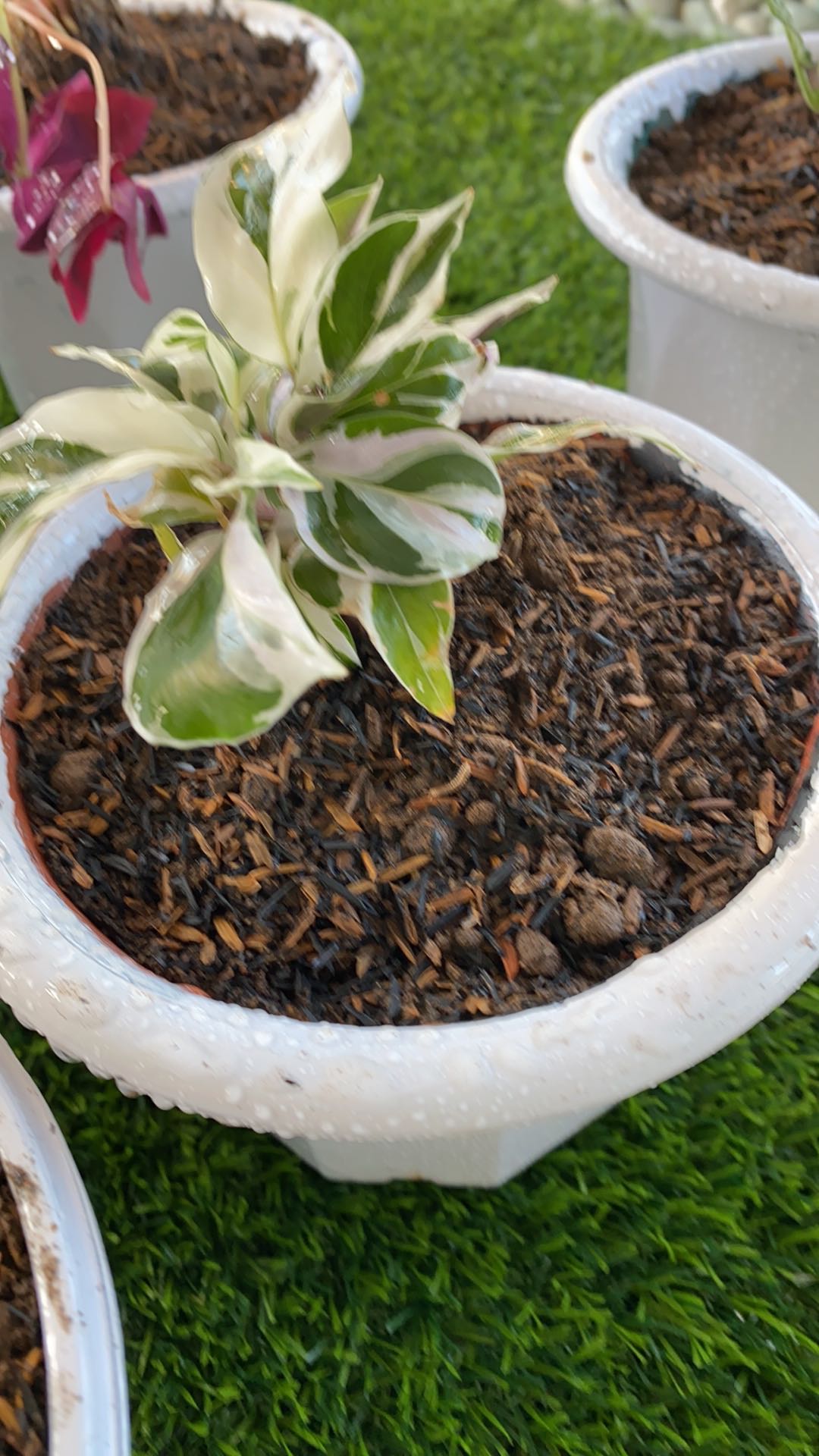 Tanaman Calathea White Fusion Multicolor