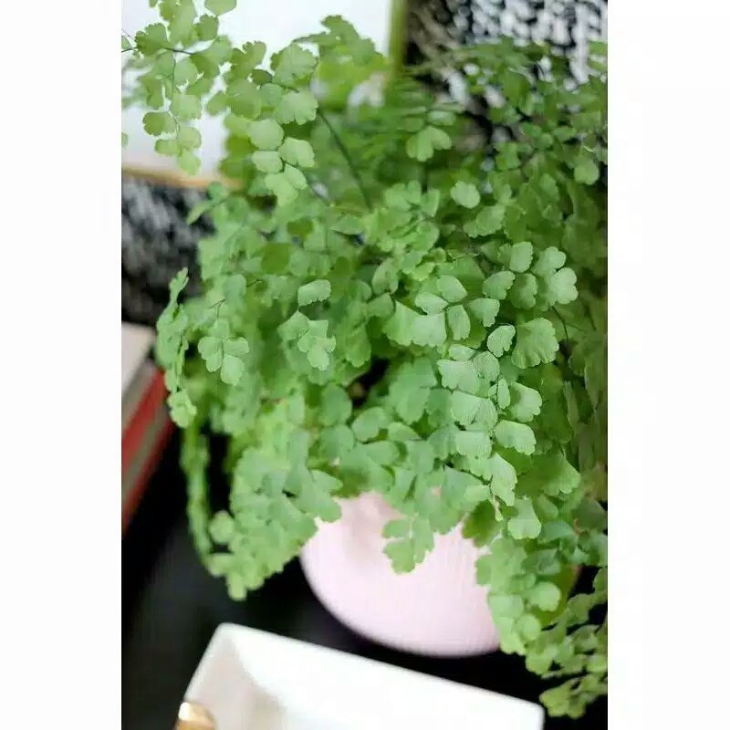 tanaman hias suplir daun kecil