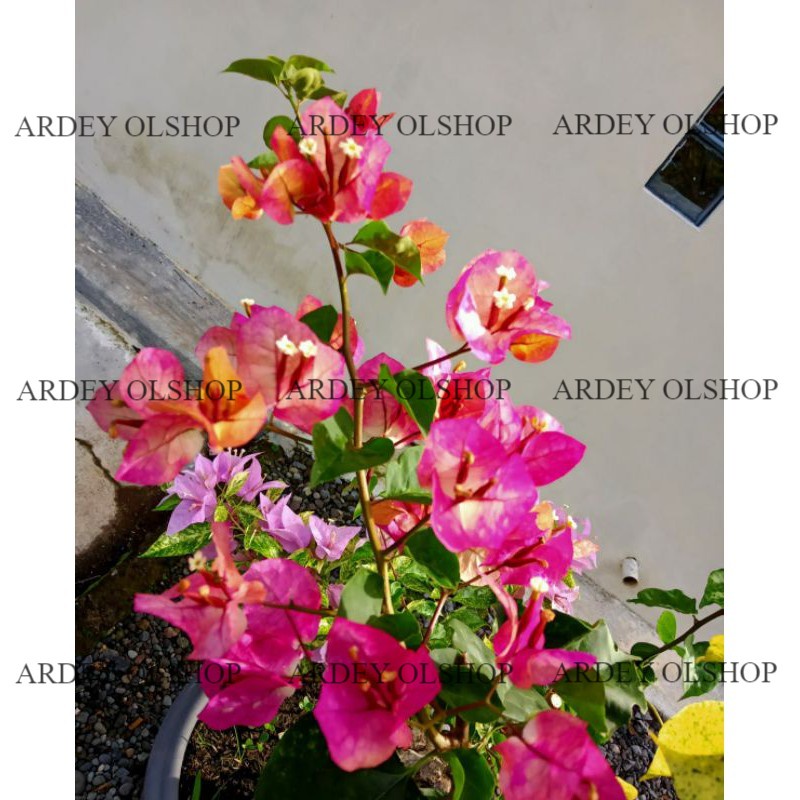 Bougenville Citra India (bibit)