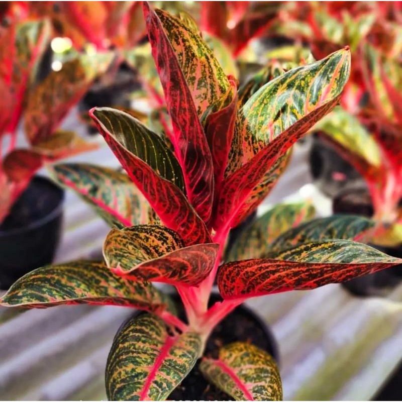 Aglonema Pride Of Sumatra - Tanaman hias aglaonema Pride Of Sumatra - tanaman hias hidup - bunga hid