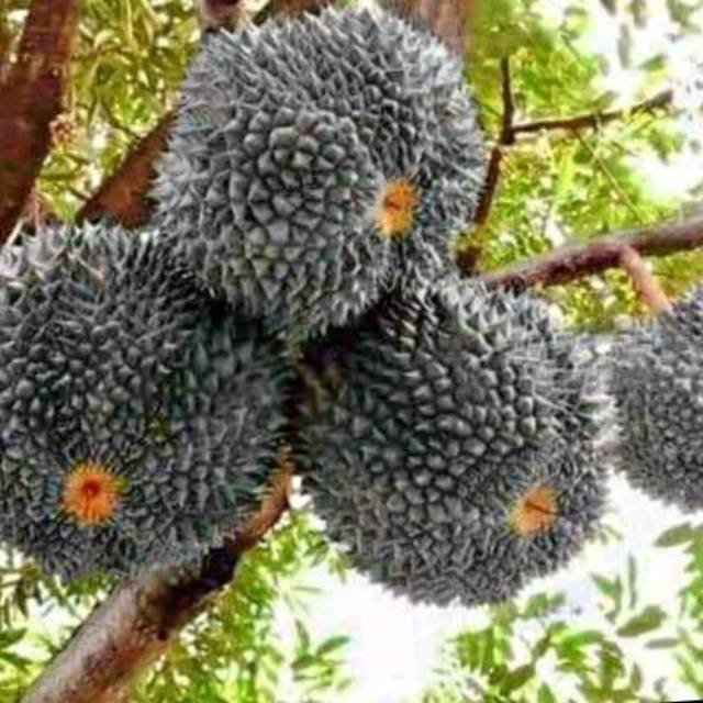 Bibit Durian Hitam Asli / Tanaman Durian Hitam