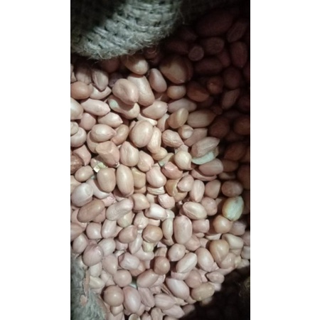 Kacang Tanah Putih / Kacang Tanah India / peanut (500 gram)