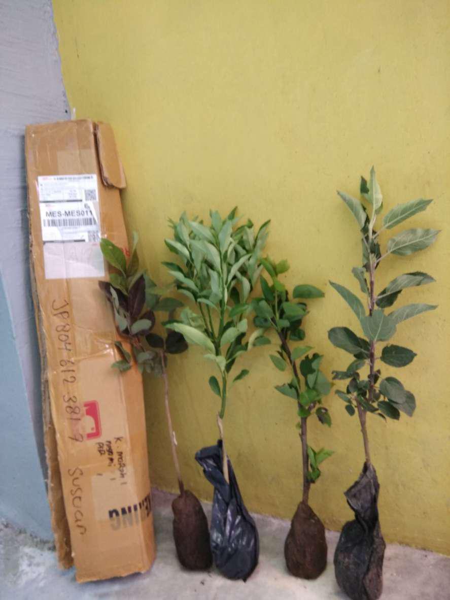 Bibit Bibit Apel Anna (cod)