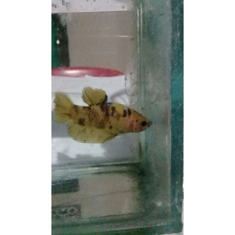 

Cupang Yellow_classik