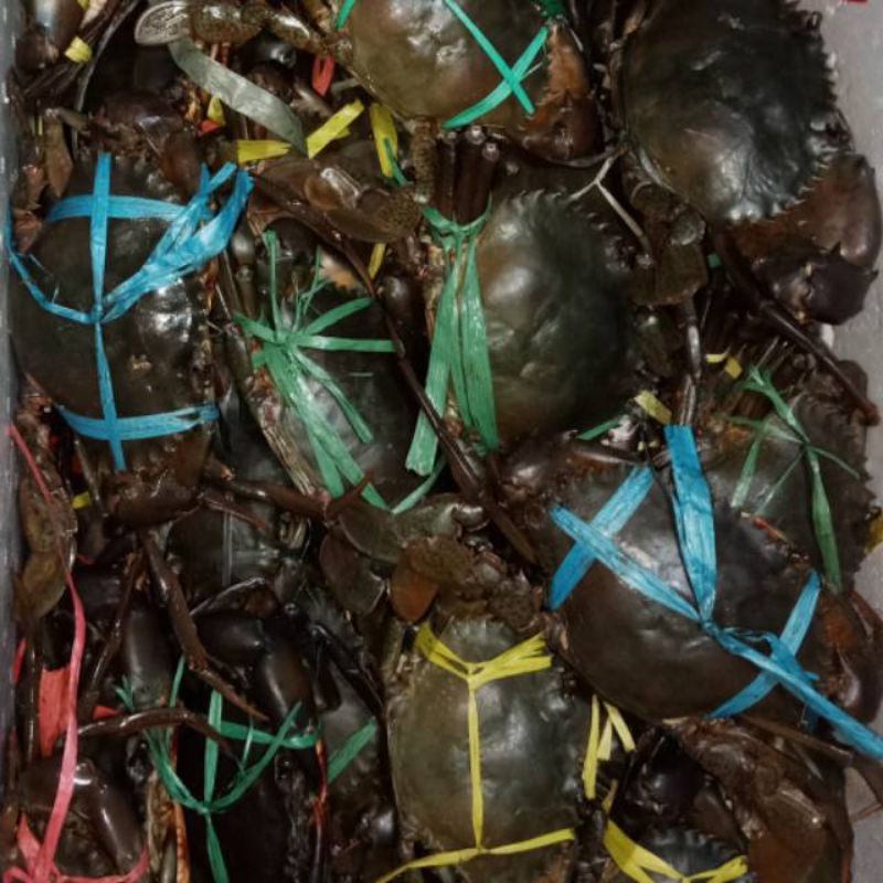 

kepiting jantan 1000 gram