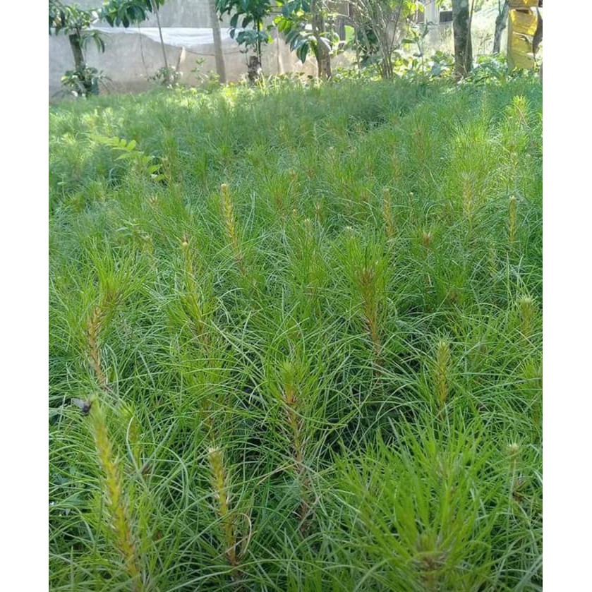 Jual Ons Benih Biji Pohon Pinus Merkussi Shopee Indonesia