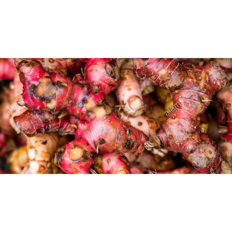 

JAHE MERAH, REMPAH BERKHASIAT 1 kg
