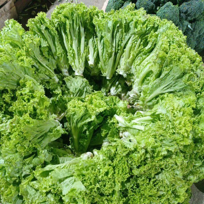 

selada segar 1kg