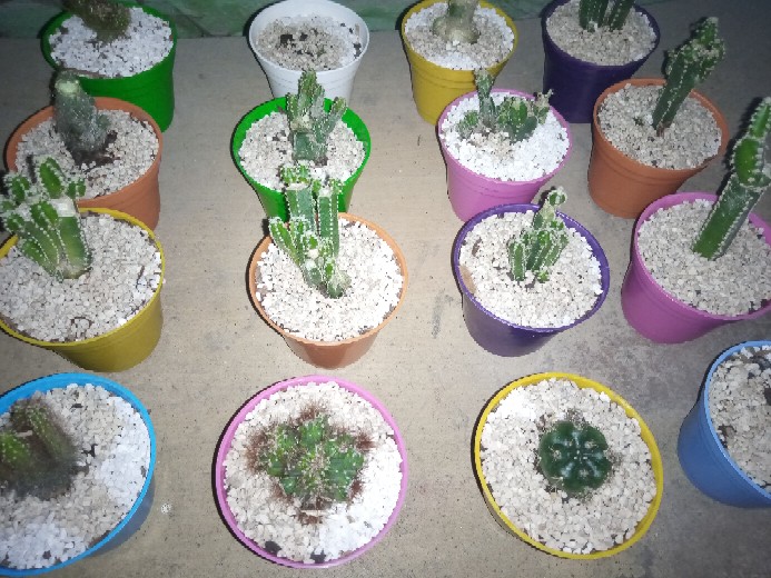 Pot Mini Warna Warni 8 Cm Garden Of Love