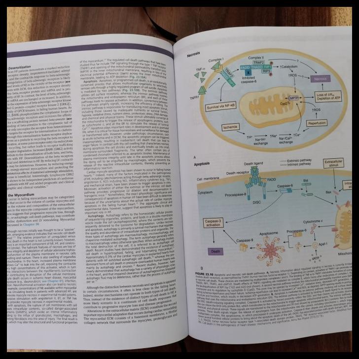 

TERBARUU!! Buku Kedokteran Braunwald Heart Disease 11e 2018 COD