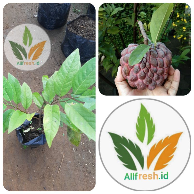 bibit tanaman srikaya merah jumbo-pohon srikaya merah jumbu