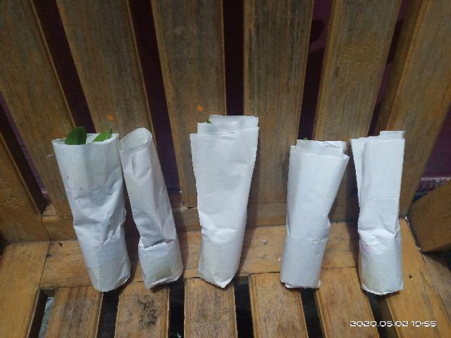 Bibit Anggrek Dendro - Seedling Hybrid Dendrobium Melintir - Keriting