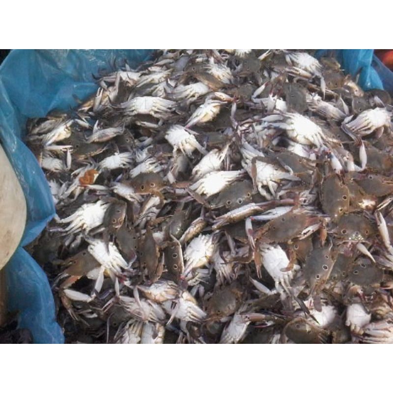 

kepiting rajungan