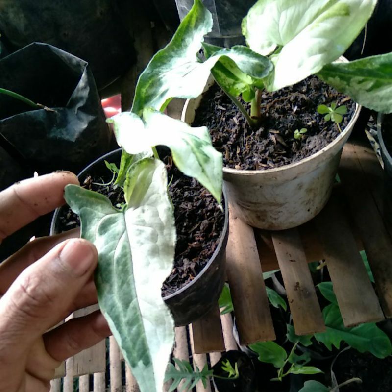 singonium triking  5 daun variegata