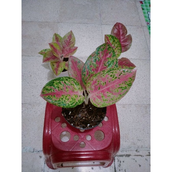 Paket Aglaonema Mahaseti + Red Imelda