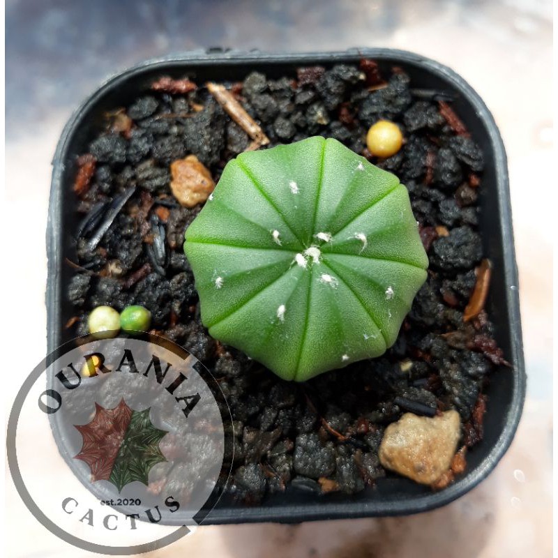 Kaktus astrophytum asterias