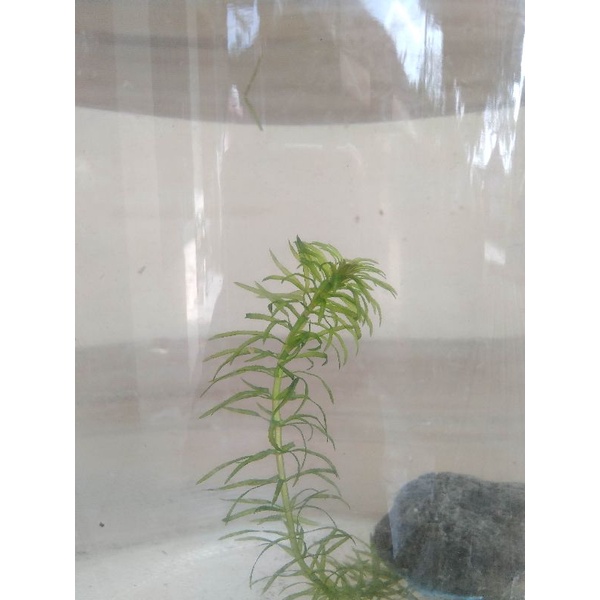 Hydrilla verticillata