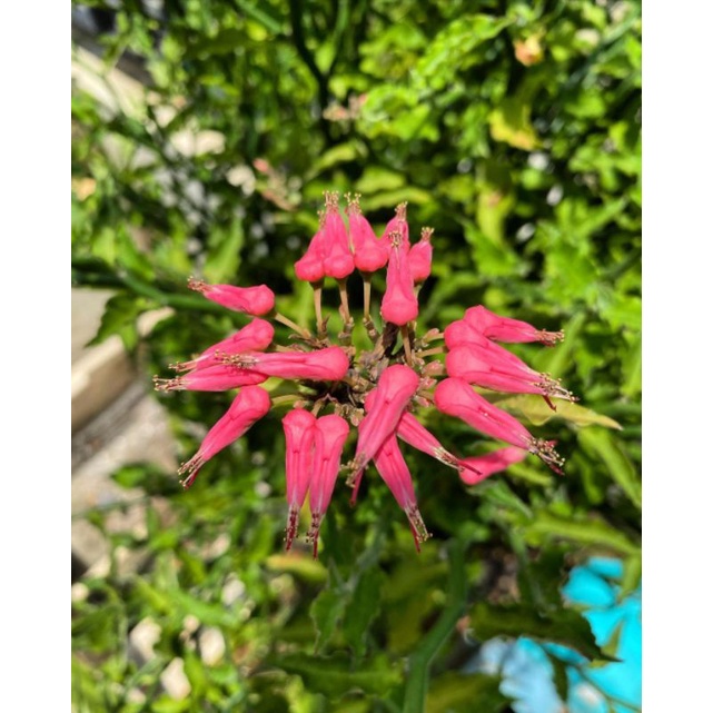 Bibit tanaman Cucak Rowo varigata asli lokal/ bunga cucak Rowo merah