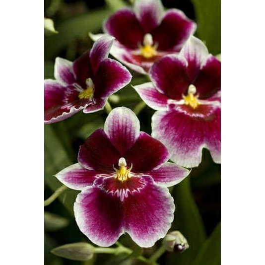 Anggrek Miltonia Dewasa siap bunga