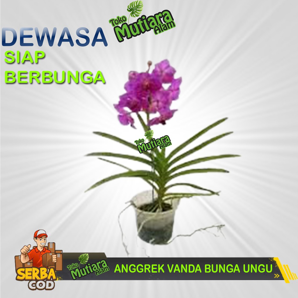 ANGGREK VANDA SIAP BERBUNGA DEWASA MUTIARA ALAM