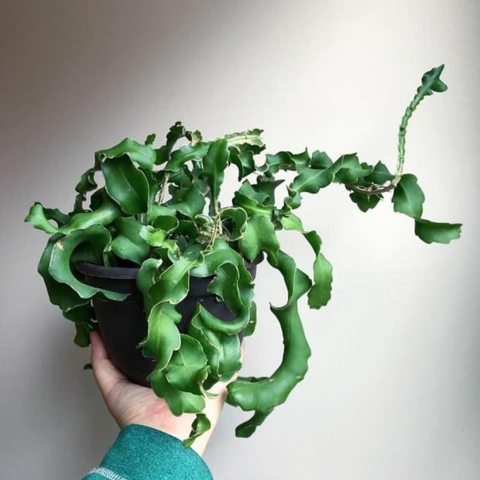 Tanaman Hias Gantung Wijaya Kusuma Keriting - Wijaya Kusuma Unik