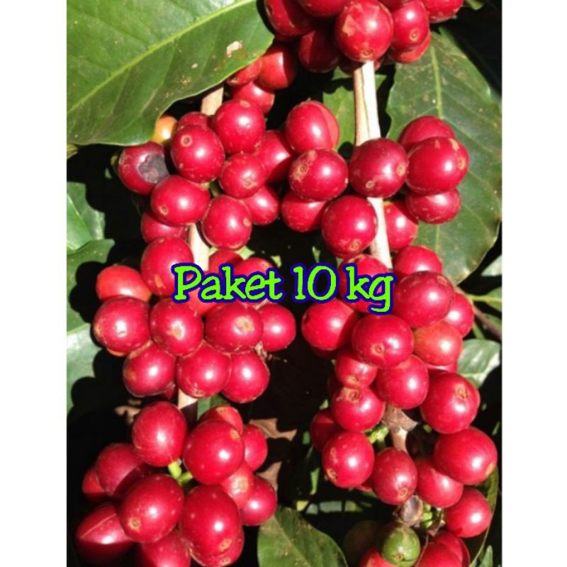 

paket 10 kg kopi arabika merah