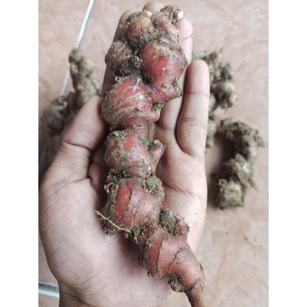 

jahe merah segar 1 kg