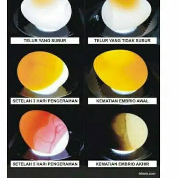 『ѕнopee』 Lampu Senter Teropong Telur Burung ✷