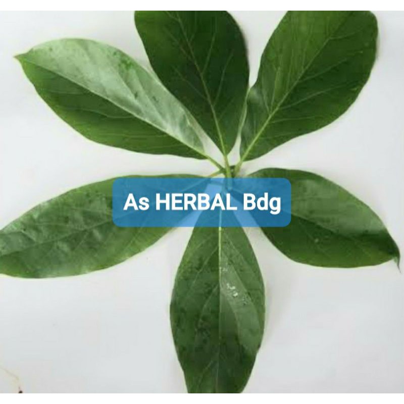 

Daun Alpukat Segar 500 gram / daun buah alpukat-az