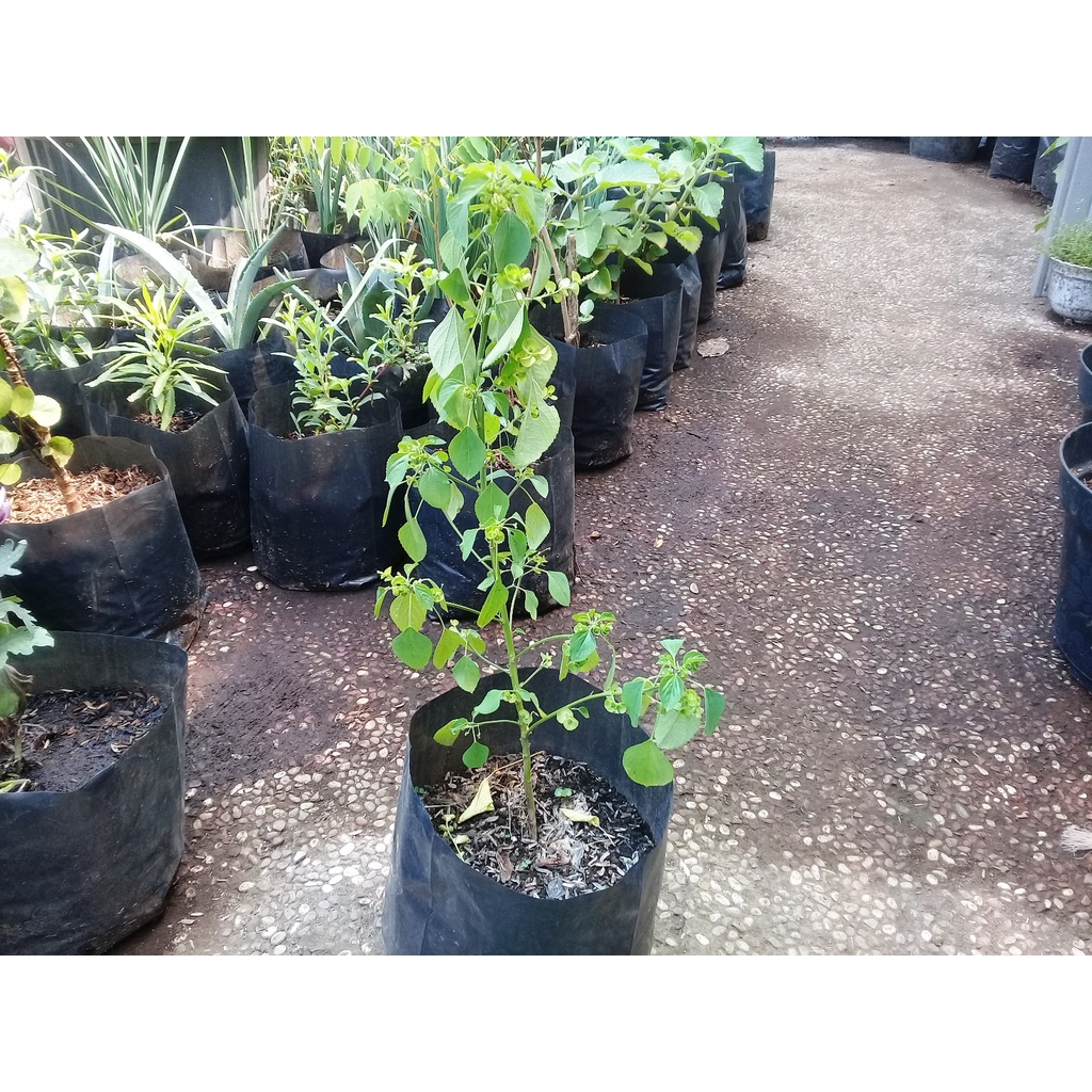 Tanaman Kucing Kucingan Anting-Anting Acalypha Indica Herbal