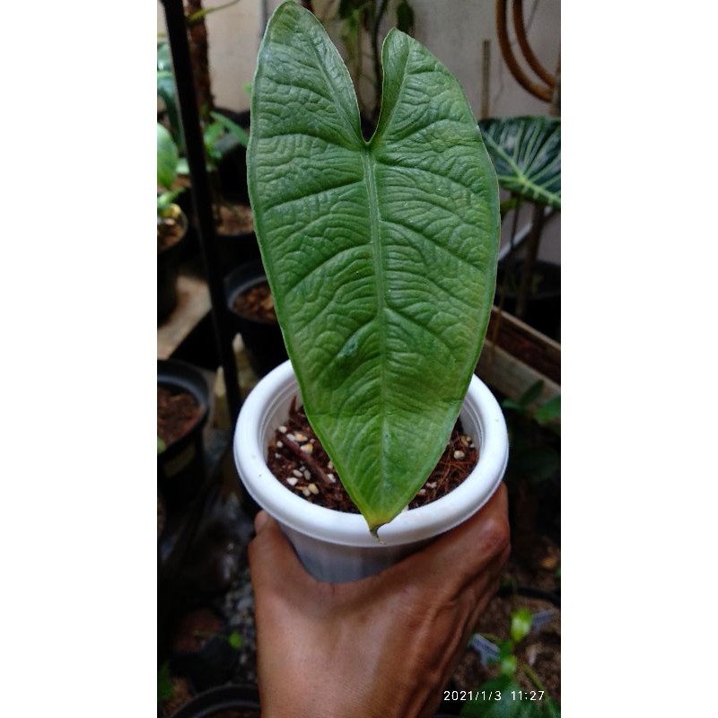 alocasia karpet size abg