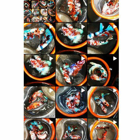 BettaFish_Cupang Koi Multy Line Galaxy  SIZE M JANTAN DAN BETINA