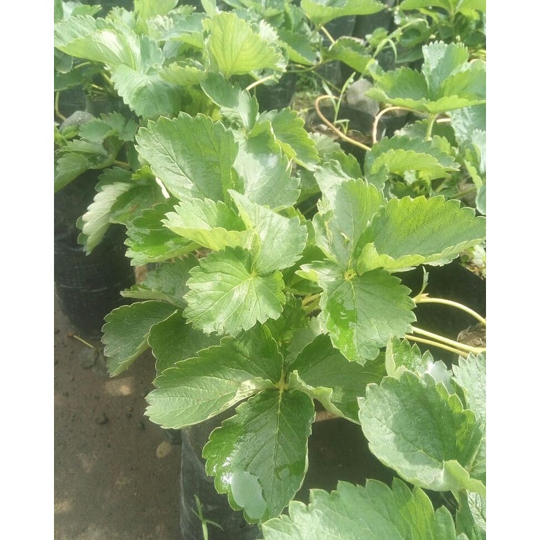 

Bibit buah strawberry