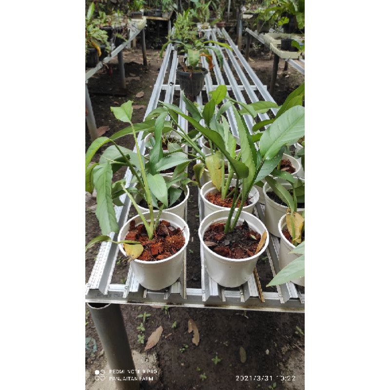 Rhaphidophora Giganteum