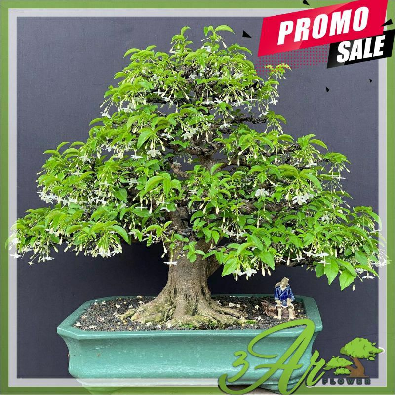 Tanaman hias hidup bunga anting putri wangi bahan bonsai