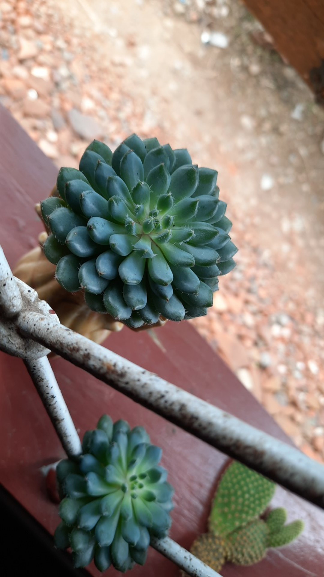 Sukulen Dan Kaktus Mini (echeveria Setosa deminuta)