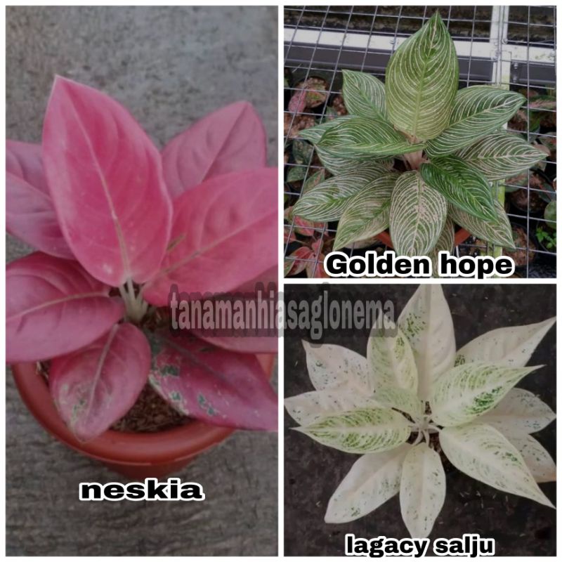 (COD) PAKET 3 BIBIT BONGGOL AGLONEMA MURAH | Bermacam jenis aglonema