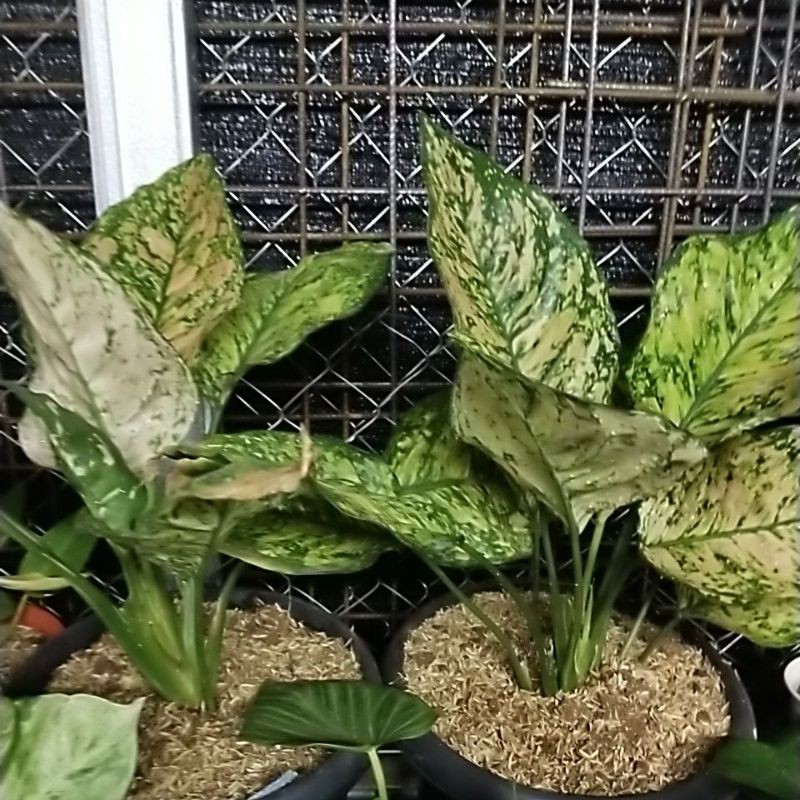 Aglaonema Ruby orange