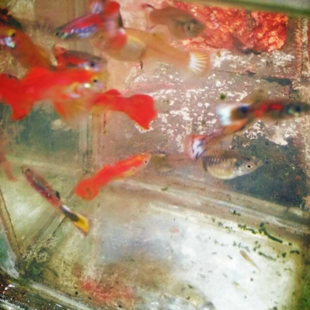 Ikan guppy sepasang
