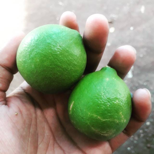 

Buah jeruk nipis segar