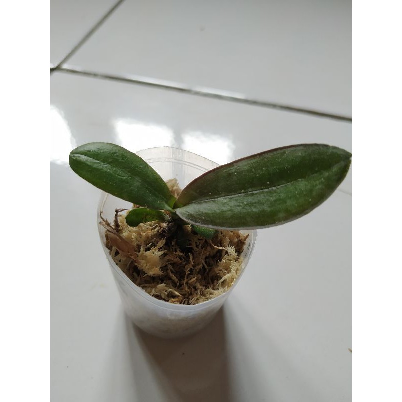 Seedling anggrek bulan hybrid