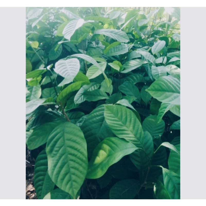 BIBIT TANAM POHON DUKUH MANIS GAMPANG BERBUAH